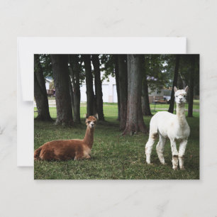 Zwei Llamas in Indiana Postkarte