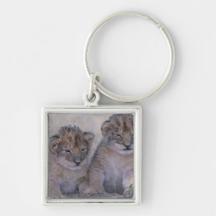 Zwei Löwe CUB Schlüsselanhänger