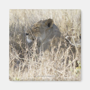 Zwei Löwen versteckt im trockenen Gras, Kruger Magnet
