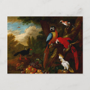 Zwei Macaws ein Cockatoo und eine Jay mit Obst Postkarte