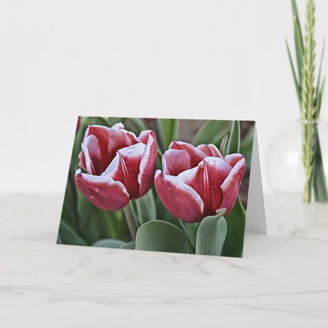 Zwei Magenta Tulip Blume Karte (Vorderseite)