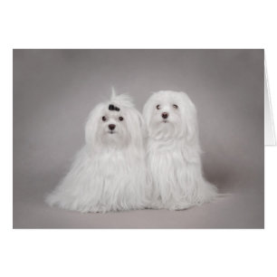 Zwei maltesische Hunde