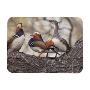 Zwei Männchen buhlen um ein Mandarinentenweibchen Magnet