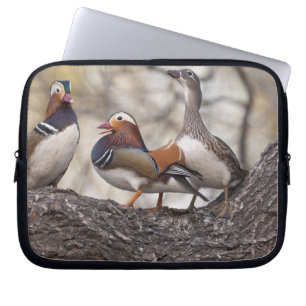 Zwei Männchen buhlen um einen weiblichen Mandarine Laptopschutzhülle