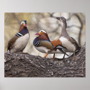Zwei Männchen wetteifern um eine Mandarinenente Poster