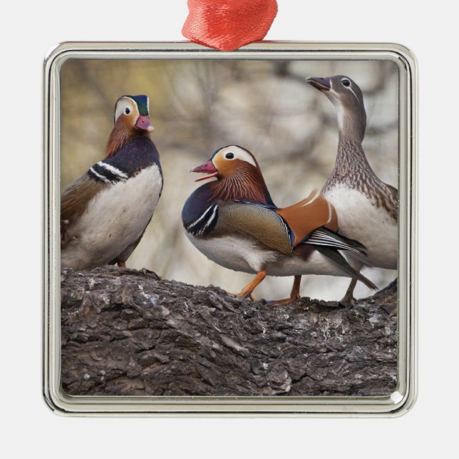 Zwei Männchen wetteifern um eine Mandarinenente Silbernes Ornament (Vorne)