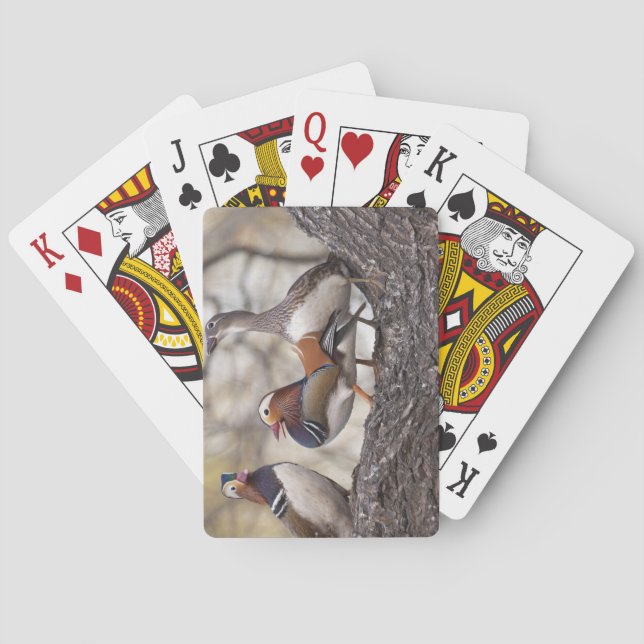 Zwei Männchen wetteifern um eine Mandarinenente Spielkarten (Rückseite)