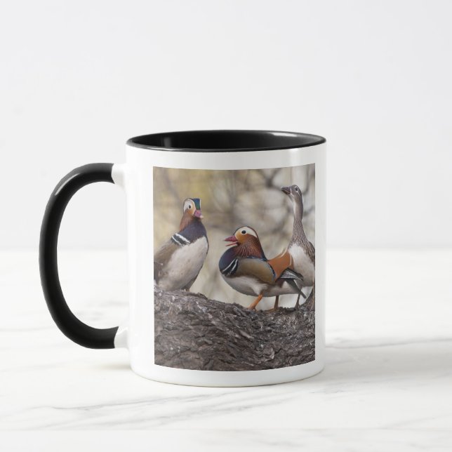 Zwei Männchen wetteifern um eine Mandarinenente Tasse (Links)