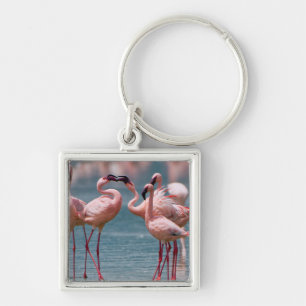 Zwei männliche Kleinere Flamingos (Phoenicopterus Schlüsselanhänger
