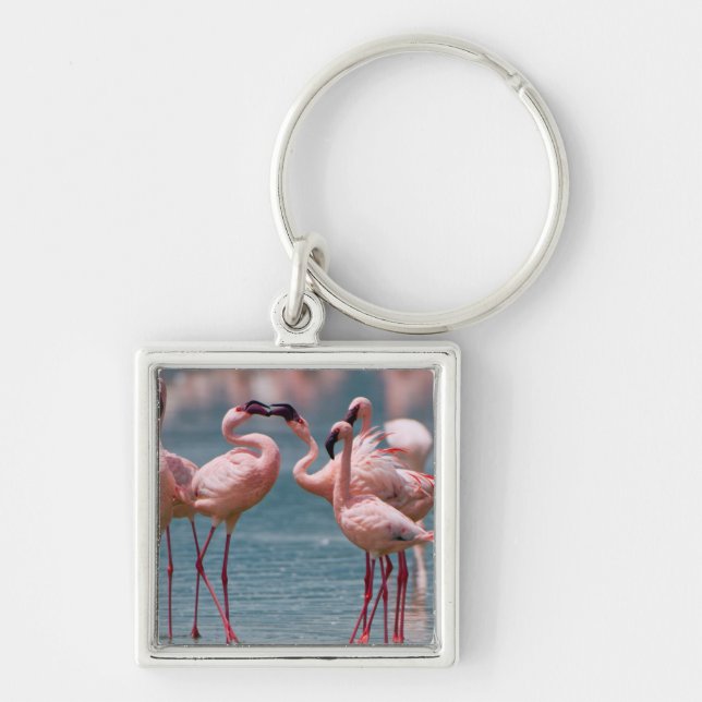 Zwei männliche Kleinere Flamingos (Phoenicopterus  Schlüsselanhänger (Vorne)