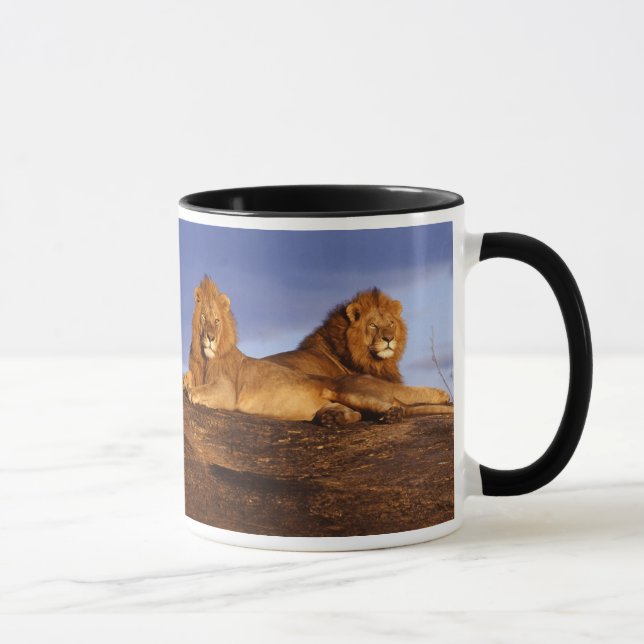 Zwei männliche Löwen und Lioness-Tasse für Leos Tasse (Rechts)