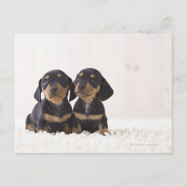 Zwei Mini-Dackeln Postkarte (Vorderseite)