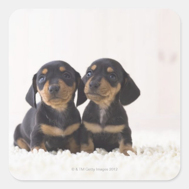 Zwei Mini-Dackeln Quadratischer Aufkleber (Vorderseite)