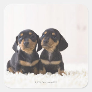 Zwei Mini-Dackeln Quadratischer Aufkleber