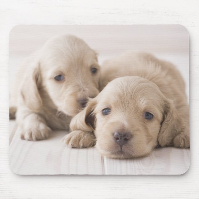 Zwei Miniatur-Dackeln Mousepad (Vorne)