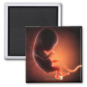 Zwei Monate alter Fetus Magnet