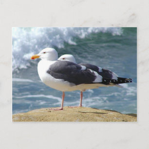 Zwei Möwen Postkarte