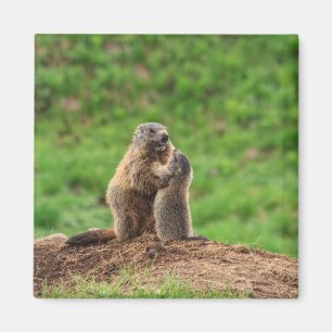 Zwei Murmeltiere Magnet