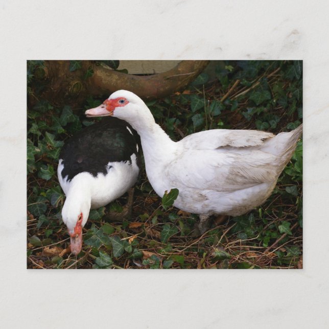 Zwei Muskovillen Postkarte (Vorderseite)