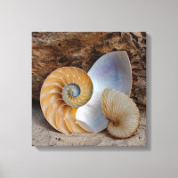 Zwei Nautilus-Muscheln