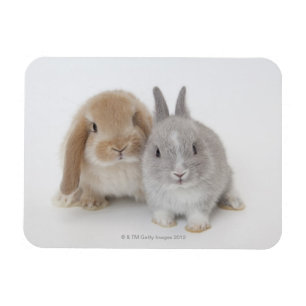Zwei Netherland Zwerg und Magnet