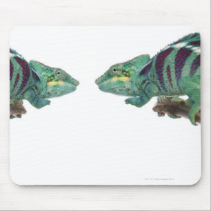 Zwei neugierige Panther-Chamäleone sind (Furcifer Mousepad