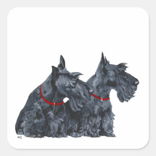 Zwei neugierige Scottish Terrier Quadratischer Aufkleber