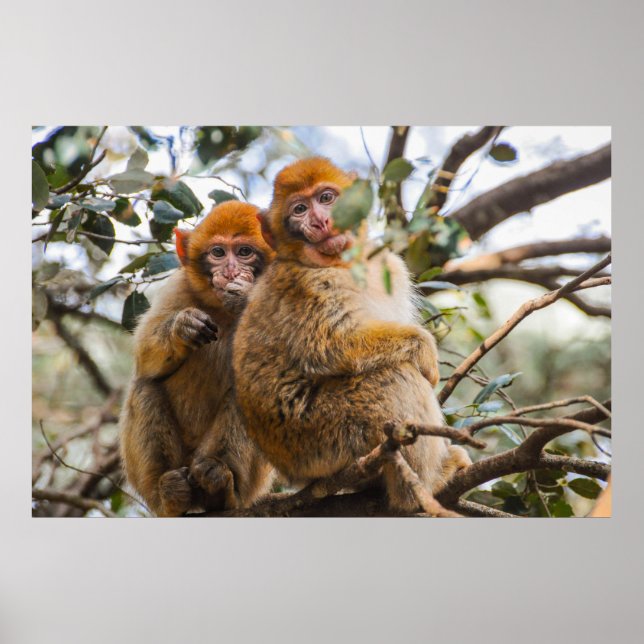 Zwei Niedliche Affen Poster (Vorne)