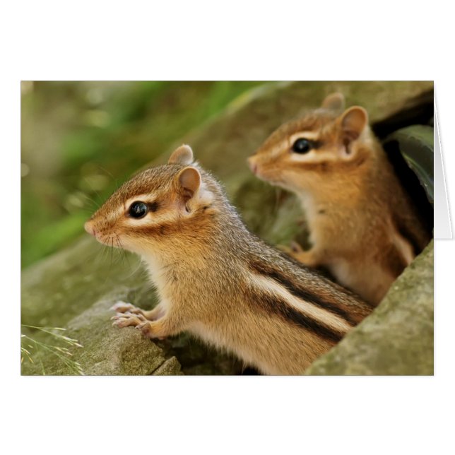 Zwei niedliche BabyChipmunks (Vorderseite (Horizontal))