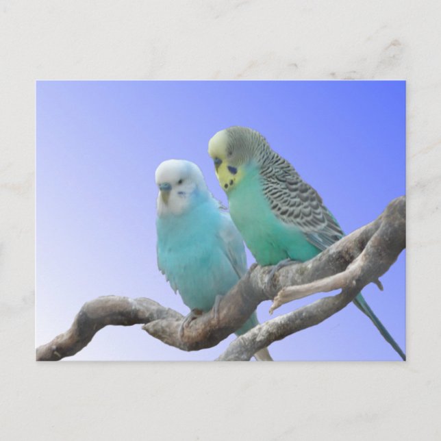 Zwei Niedliche Budgerigar Birds DIY Postcard Postkarte (Vorderseite)