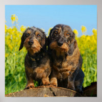 Zwei Niedliche Dackel Hunde Dackel Head Portrait F