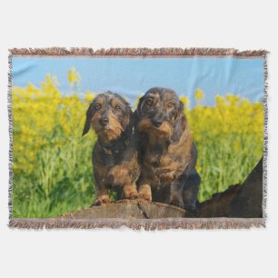 Zwei Niedliche Dackel Hunde Dackel Portrait Foto - Decke