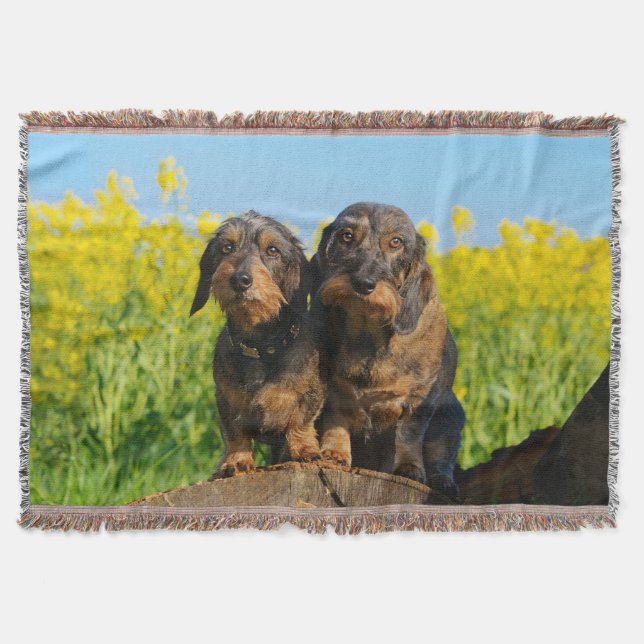 Zwei Niedliche Dackel Hunde Dackel Portrait Foto - Decke (Vorderseite)
