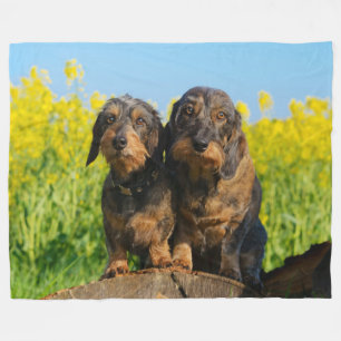 Zwei Niedliche Dackel Hunde Dackel Portrait Foto w Fleecedecke