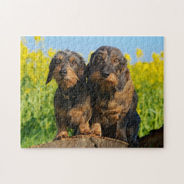 Zwei Niedliche Dackeln Hunde Dackel Friends Pet Fo (Horizontal)