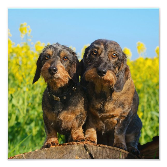 Zwei Niedliche Dackeln Hunde Dackel Friends Pet Fo Fotodruck (Vorne)
