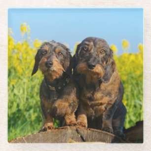 Zwei Niedliche Dackeln Hunde Dackel Friends Pet Fo Glasuntersetzer