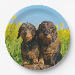 Zwei Niedliche Dackeln Hunde Dackel Friends Pet Fo Pappteller