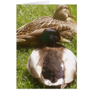 Zwei Niedliche Duckkarten
