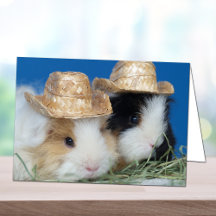 Zwei Niedliche Guinea Schweinekarte