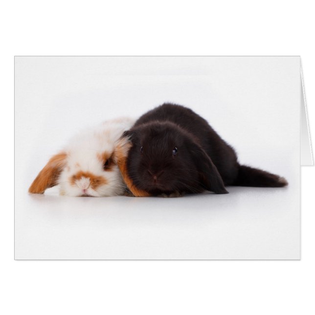 Zwei niedliche Kinderbunnies (Vorderseite (Horizontal))
