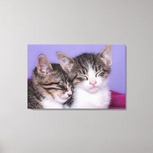Zwei Niedliche Kitts Napping Leinwanddruck