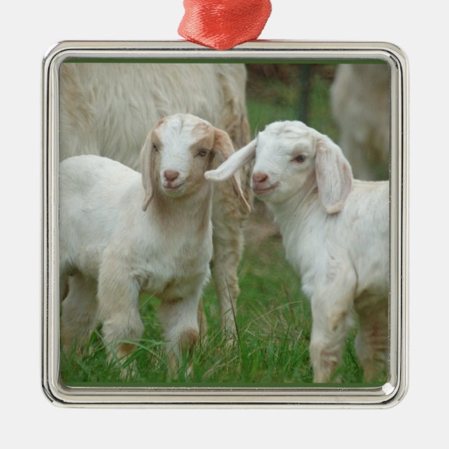 Zwei niedliche weiße Baby-Ziegen Silbernes Ornament (Vorne)