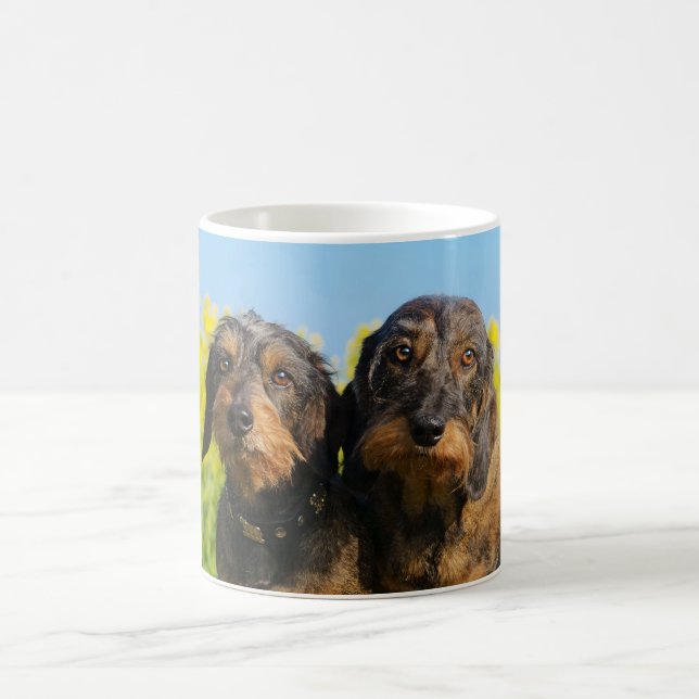 Zwei niedliches Dackel-HundDackel Porträt-Foto _ Kaffeetasse (Mittel)