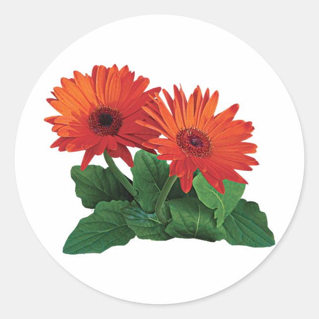 Zwei Orange Gerbera Daisies Runder Aufkleber (Vorderseite)