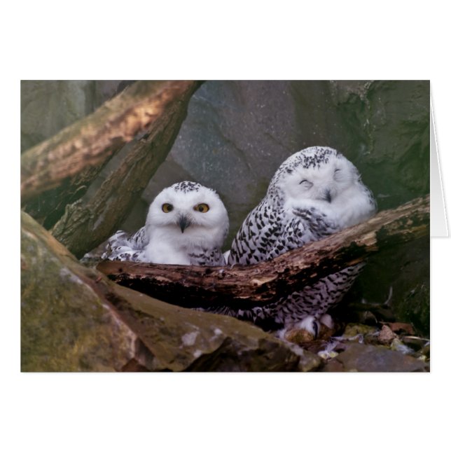 Zwei Owls (Vorderseite (Horizontal))