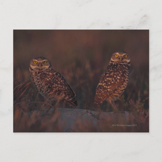 Zwei Owls auf Sand Postkarte (Vorderseite)
