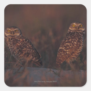 Zwei Owls auf Sand Quadratischer Aufkleber