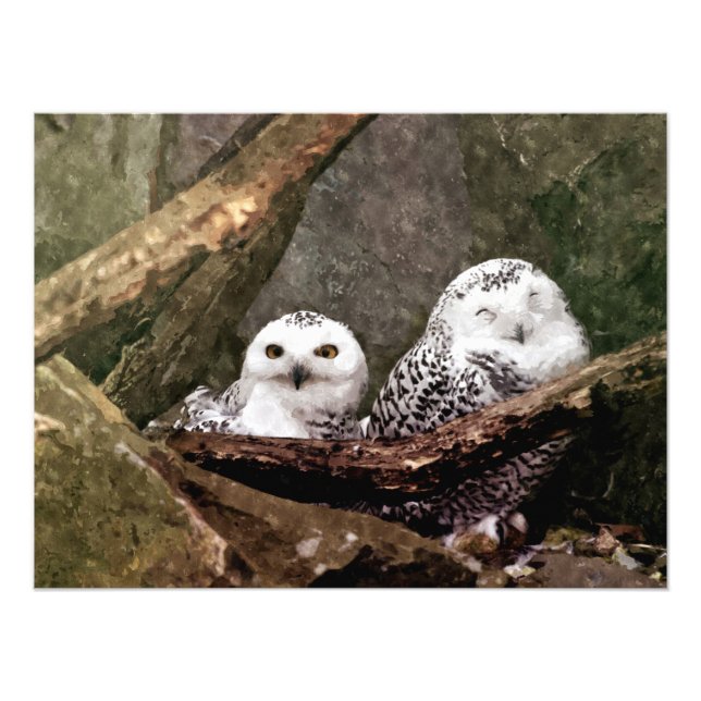 Zwei Owls Fotodruck (Vorne)