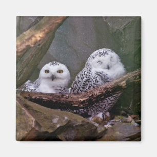Zwei Owls Magnet